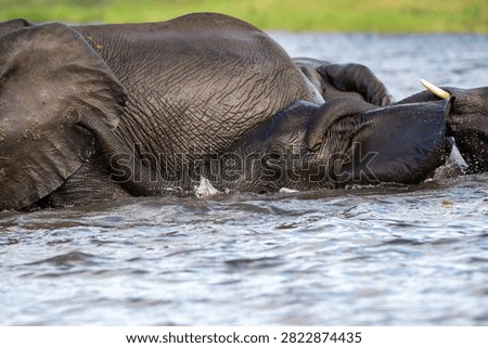 African elephants playing while bathing and cooling offf in the water of Chobe River in Chobe National Park, Botswana