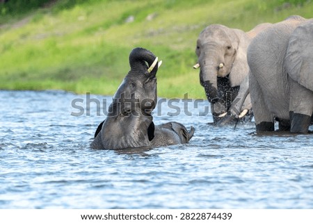 African elephants playing while bathing and cooling offf in the water of Chobe River in Chobe National Park, Botswana