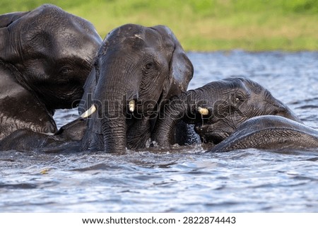 African elephants playing while bathing and cooling offf in the water of Chobe River in Chobe National Park, Botswana