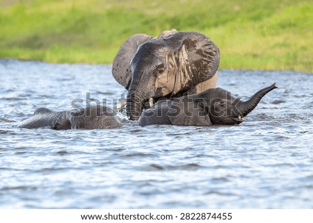 African elephants playing while bathing and cooling offf in the water of Chobe River in Chobe National Park, Botswana