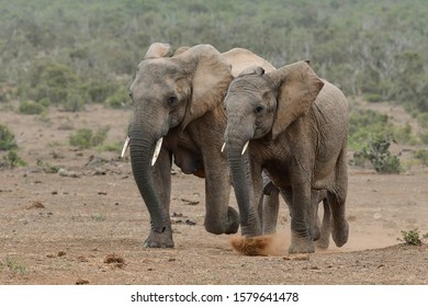 African Elephants Running To A Watering Hole