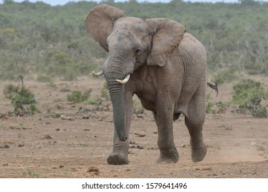 African Elephants Running To A Watering Hole