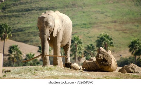 African Elephants In Safari Park, Near San Diego,