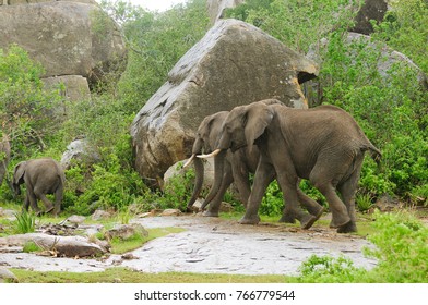 Baby Elephant Drinking Water Stock Photo (Edit Now) 1238638756