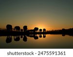 African elephants in South Africa relax around a waterhole at sunrise