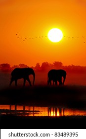 African Elephants at Sunset Loxodonta africana