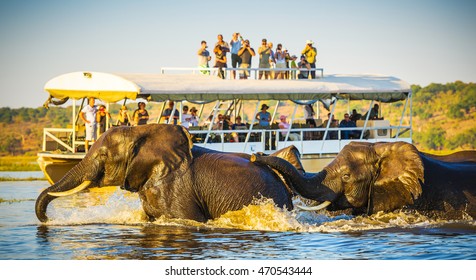 African Elephants Swimming Across The Chobe River, Botswana With Tourists On Safari Watching On