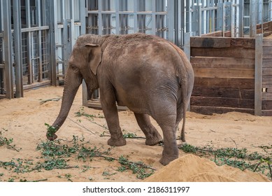 African Elephants in their zoo enclosure