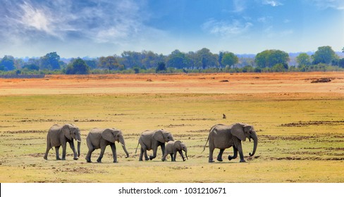 African Elephants Walking Across The Open Plains In South Luangwa National Park, Zambia, Southern Africa