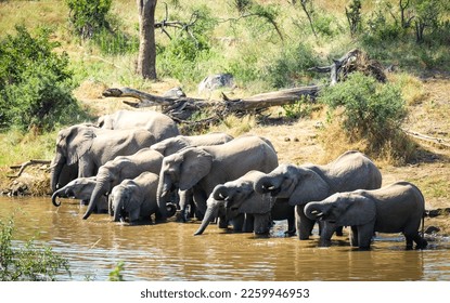 African Elephants in the wild