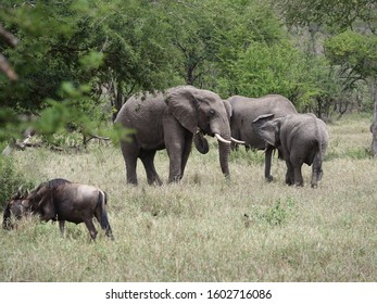 African Elephants with Wildebeest together. Serengeti, Tanzania