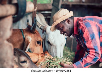 African Farm Worker Farmer Man Feeding Cows With Hay And Grass  On Animal Farm. Agriculture And  Animal Farm Concept