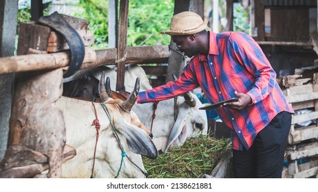 African  Farmer  Feeding Cows With Hay And Grass On Animal Farm. Agriculture And Animal Farm With  Technology Concept