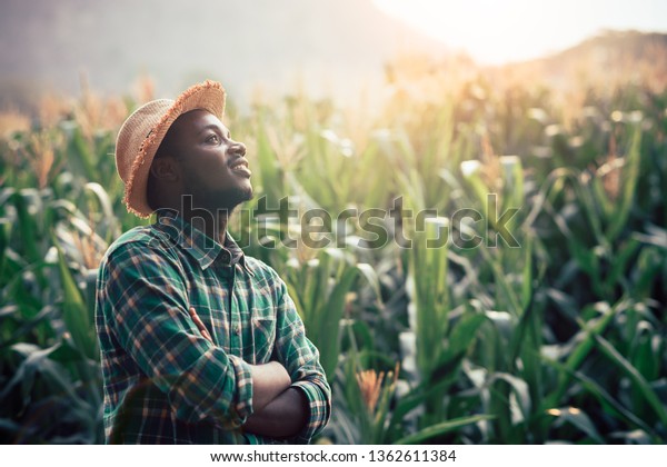 African Farmer with hat stand in the corn\
plantation field