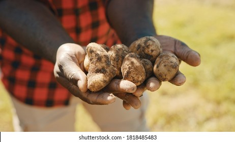 African farmer holding raw potatoes in his hands. Low angle selective focus. High quality photo - Powered by Shutterstock