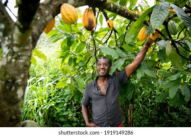 African farmer looks satisfied at his cocoa beans from the plants of his plantation