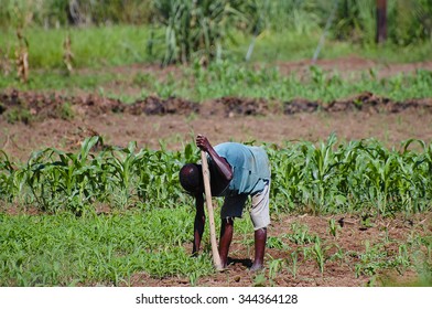 African Farmer - Malawi