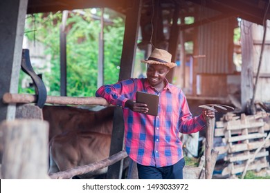 African Farmer Man Looking Tablet At His Workplace Near Cows In The Farm