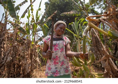 African Farmer On Her Banana Plantation Cuts A Bunch Of Bananas With An Axe. Successful Female Worker