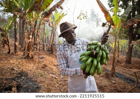 An African farmer on his plantation with a bunch of freshly harvested bananas, work in Africa