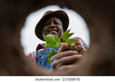 An african farmer is planting pepper plant in the field  photo from below