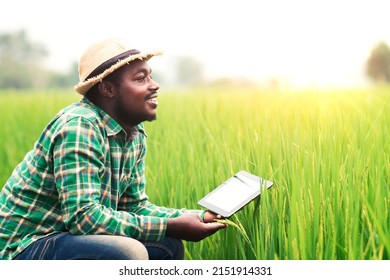 African Farmer Sat Smiling Happily At The Produce From His Rice Farm And Using Tablet For Research Leaves Of Rice In Organic Farm Field.Agriculture Or Cultivation Concept