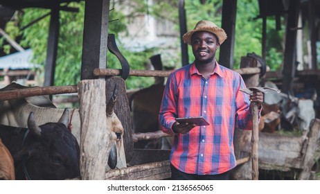 African Farmer Use Tablet For Livestock And Husbandry Control In Cattle Farm With Cows In Cowshed.Concept Of Agriculture Industry Cattle Farming And Technology