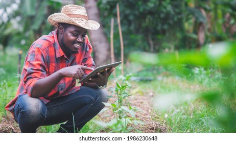 African Farmer Using Tablet For  Research The Leaves Of Vegetables In Organic Farm.Agriculture Or Cultivation Concept