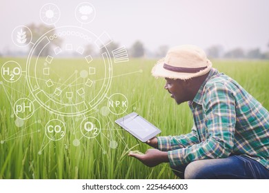 African farmer using tablet for research leaves of rice in organic farm field.Concept of future hologram technology for sustainability, growth or futuristic farming - Shutterstock ID 2254646003