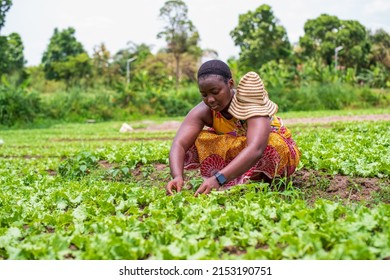 African Farmer Working On Cultivating Vegetables On Field - Woman Planting Crops