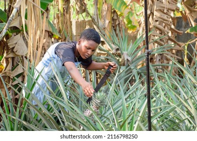 An African Female Farmer, Business Woman Or Entrepreneur Working On A Farm As She Tend To Her Pineapple Garden