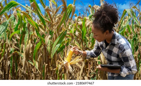 African Female Farmer Worker With Black Afro Hair.Analyze Sweet Corn Cob Field Or Nature Cornfield Farm As Agriculture Lifestyle Concept.Expert Agriculture Using Tablet To Check List Quality Control.