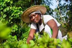 African Female Gardener, Florist Or Horticulturist Tending To Flowers In A Colorful Garden