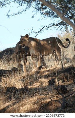 African female lion in the wild chobe nationalparc.