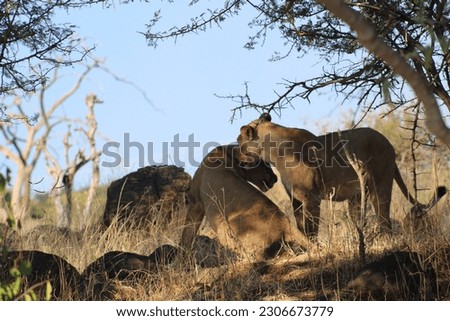 African female lion in the wild chobe nationalparc.