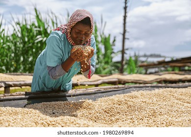 African female worker is mixing coffee beans on drying tabels at washing station