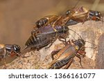African Field Crickets  (Gryllus bimaculatus). Sometimes known as Two-spotted or Mediterranean crickets.