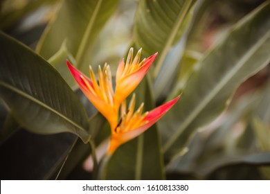 African Fire Bird Wild Flower