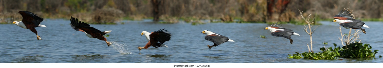 African Fish Eagle