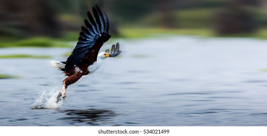 African Fish Eagle