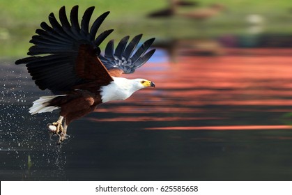 African Fish Eagle