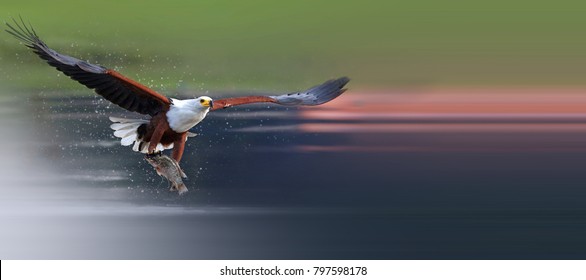 African Fish Eagle