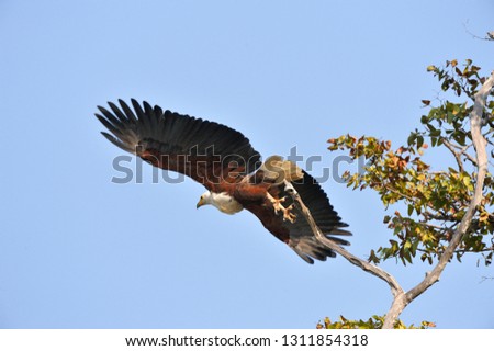 African Fish Eagle