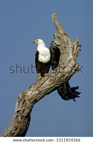 African Fish Eagle