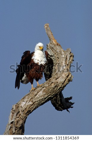 African Fish Eagle