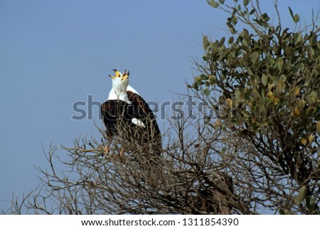 African Fish Eagle