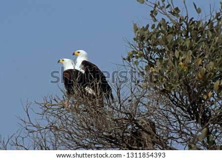 African Fish Eagle