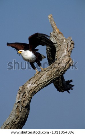 African Fish Eagle