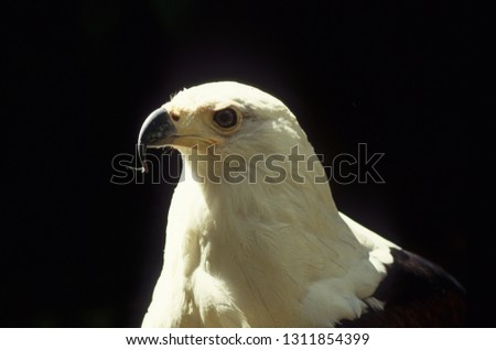 African Fish Eagle