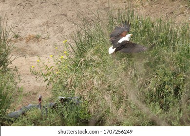 African Fish eagle attacking Goliath heron, they do this so that the heron regurgitates the fish which they then steal from heron